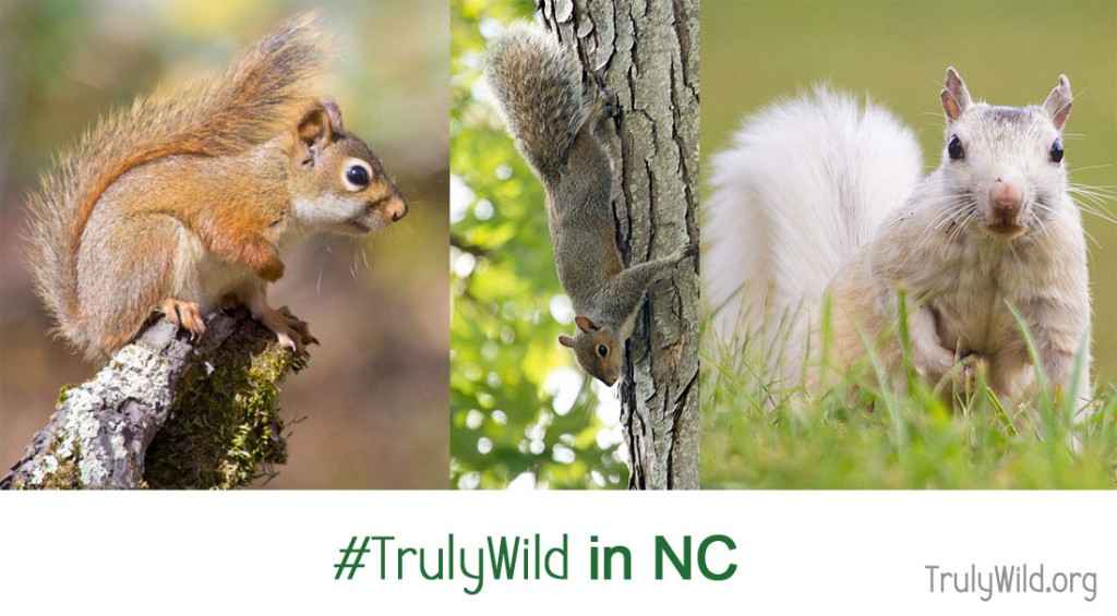 North Carolina squirrels (red squirrel, grey squirrel, and white squirrel)