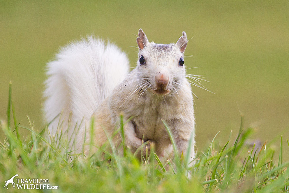 White squirrels Brevard NC