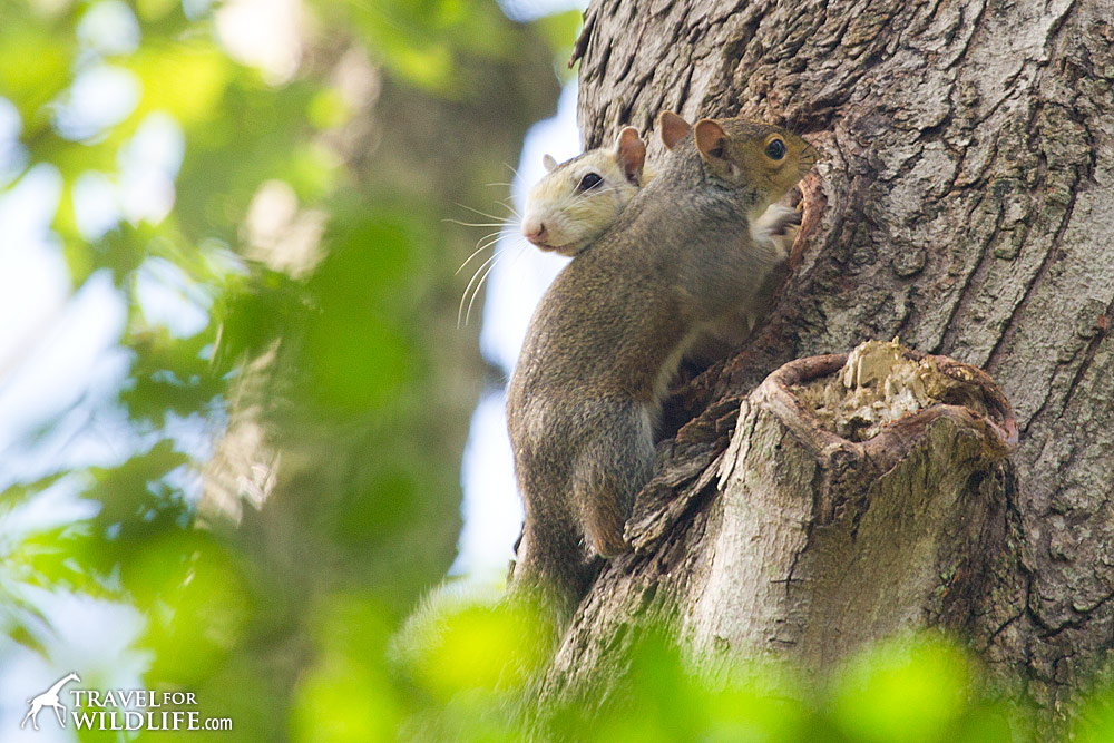 The White Squirrels of North Carolina Travel For Wildlife