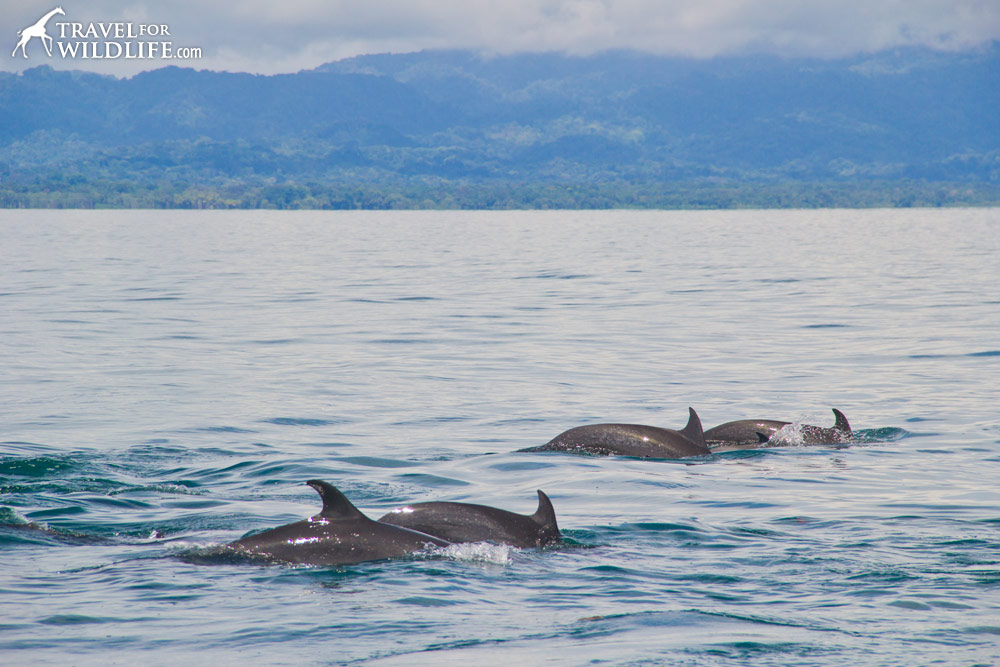 Dolphins swimming in Costa Rica