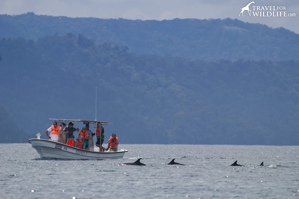 Watching dolphins in Golfo Dulce, Costa Rica