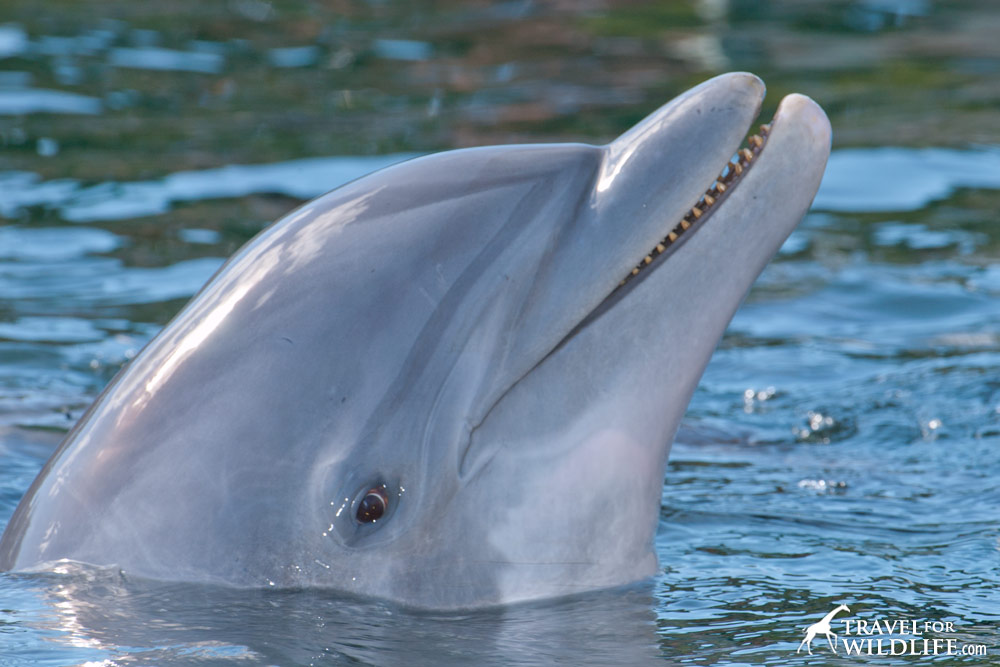 Dolphin in a captive pool