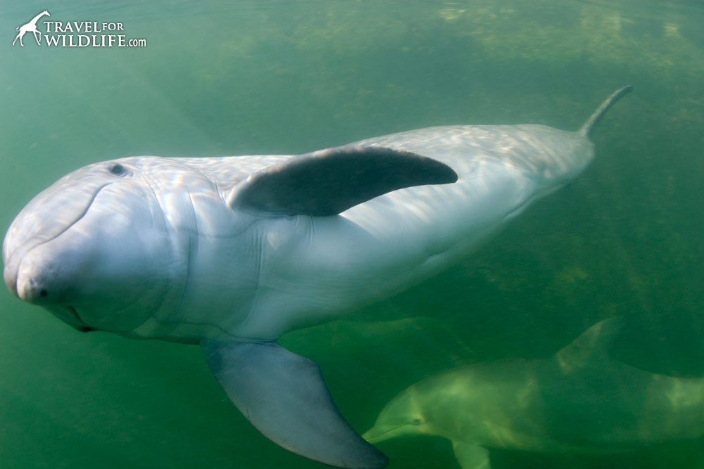 Dolphins have been declared non-human persons