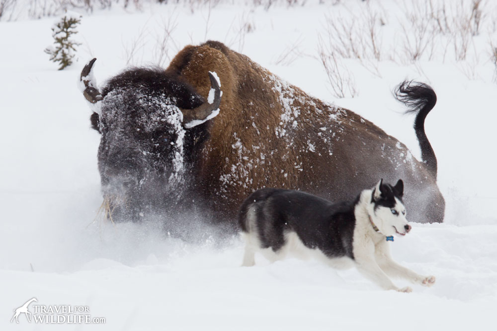 Bison and a dog