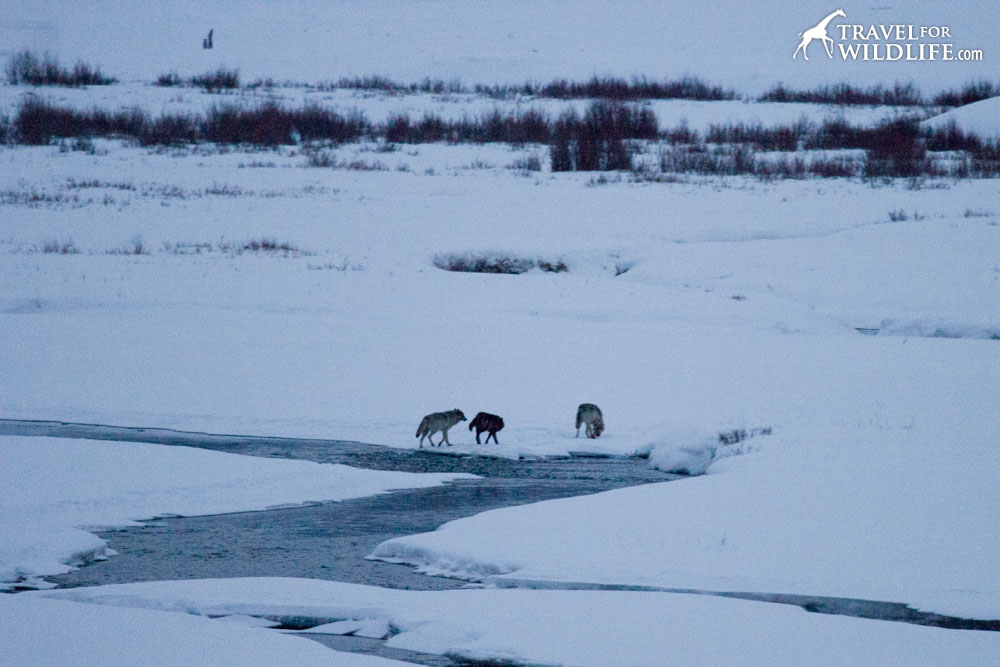 Lamar Canyon Pack in Yellowstone