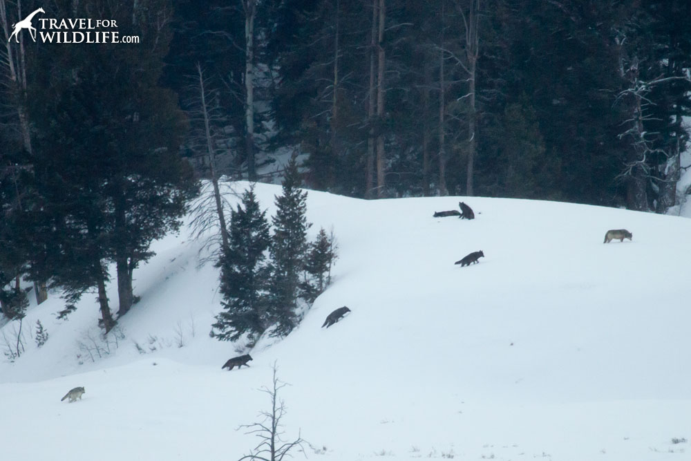 wolves in Yellowstone