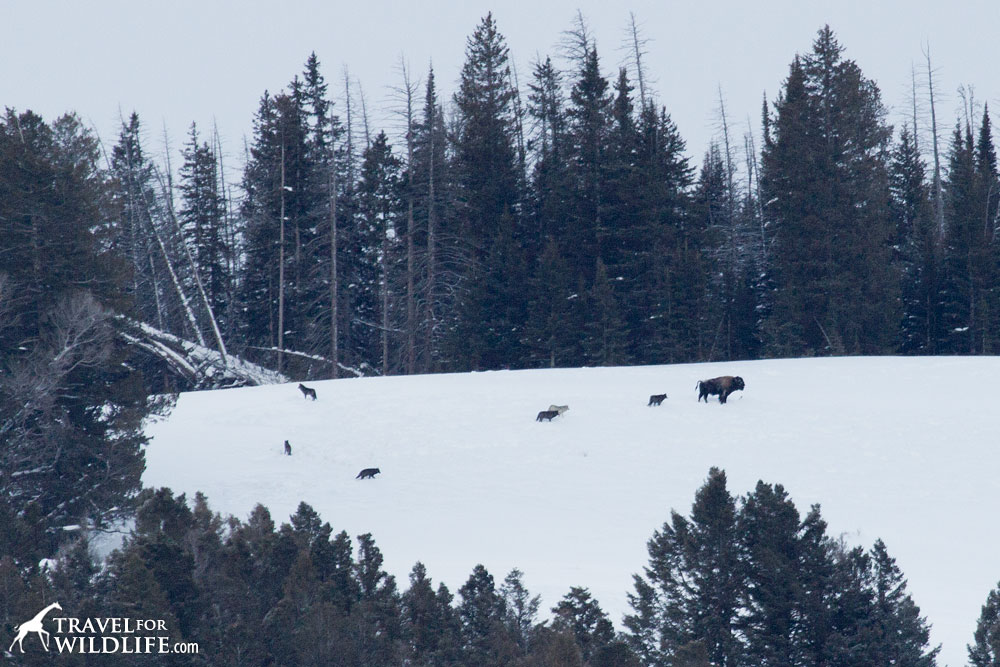 The Lamar Canyon pack following a bison