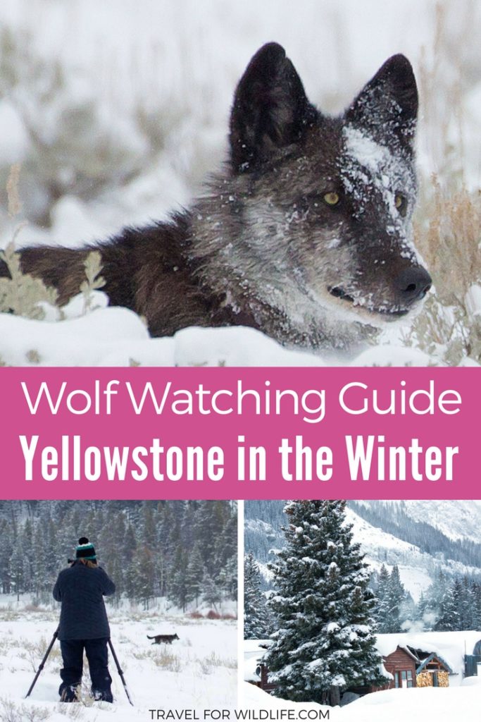 Watching wolves in Yellowstone