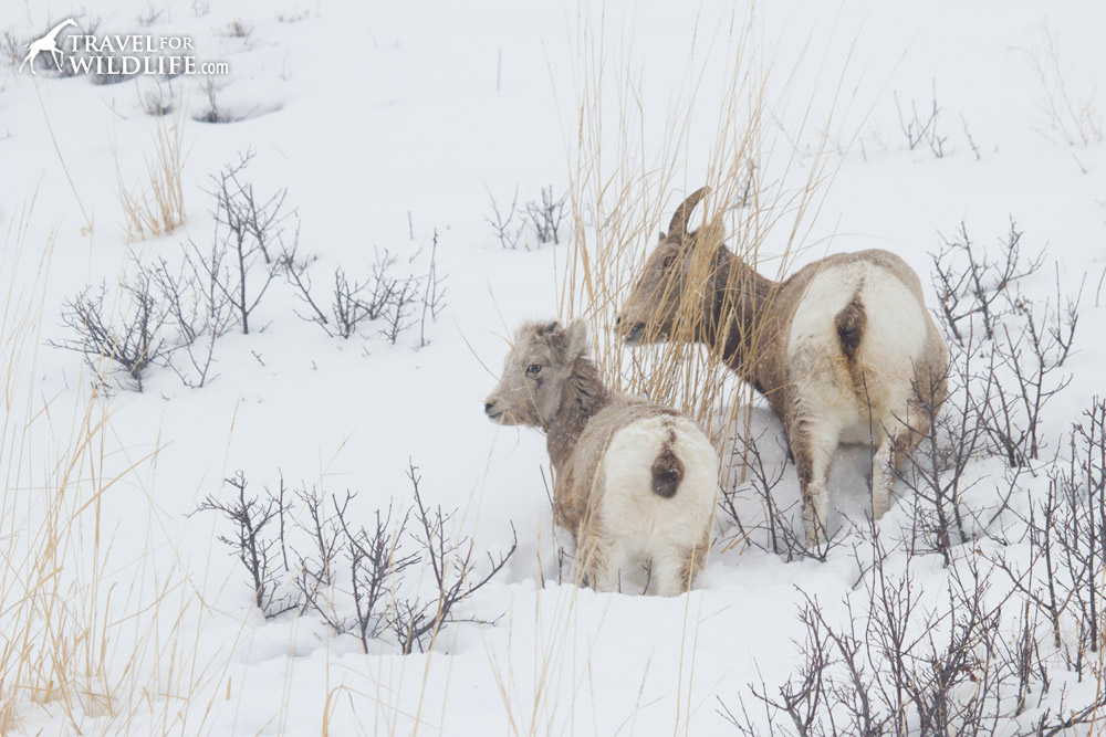 Bighorn ewe and lamb