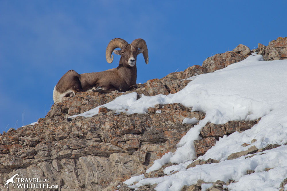 Bighorn ram