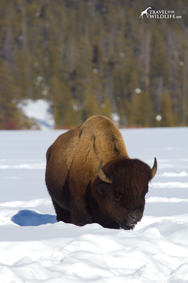 Bison in the snow in Yellowstone