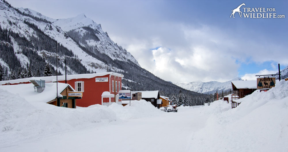 Cooke City in late January