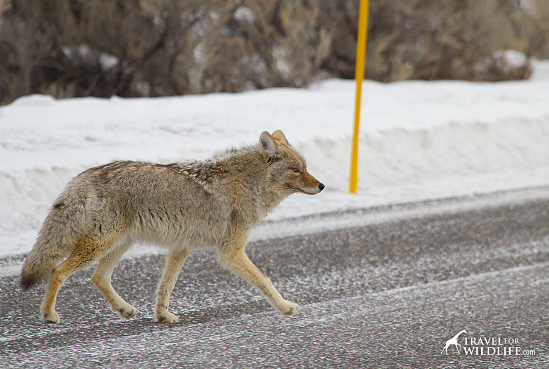 Watch out for wildlife crossing the road