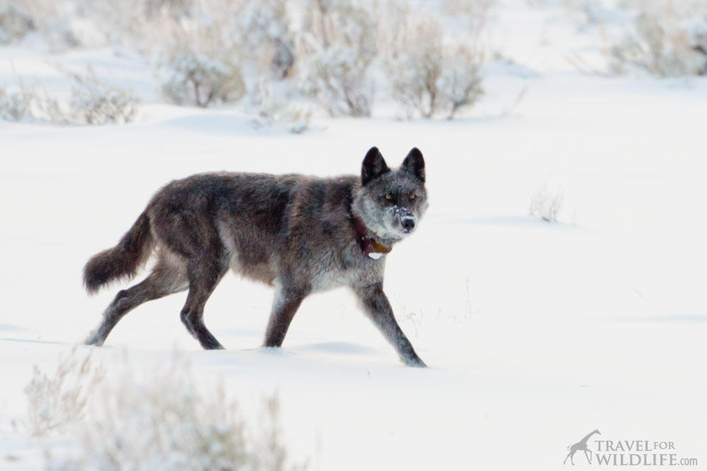 926F, alpha female wolf of Lamar Canyon Pack, Yellowstone