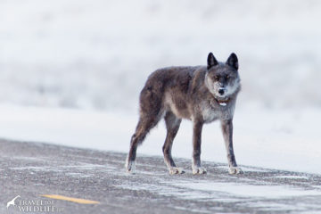 Wolf 926F killed in Silver Gate Montana