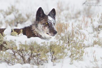 Wolf watching in Yellowstone