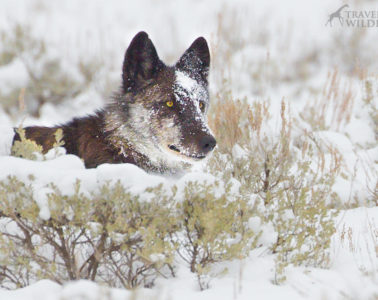 Wolf watching in Yellowstone