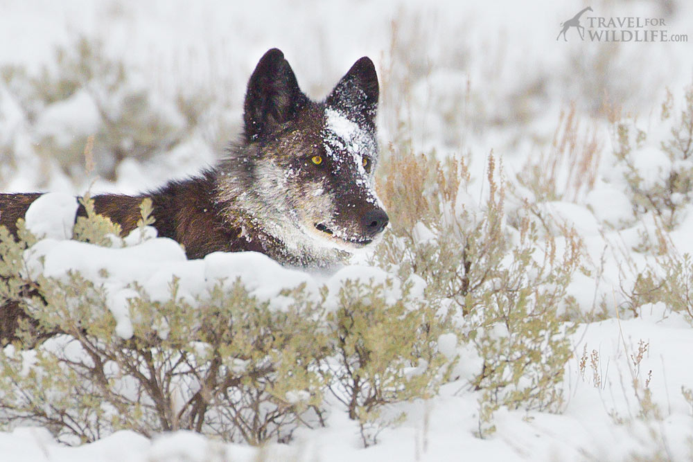 926F alpha female wolf Lamar canyon pack, Yellowstone National Park