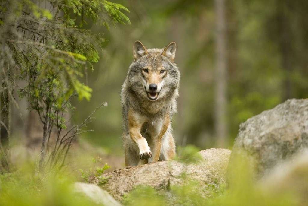 European wolf