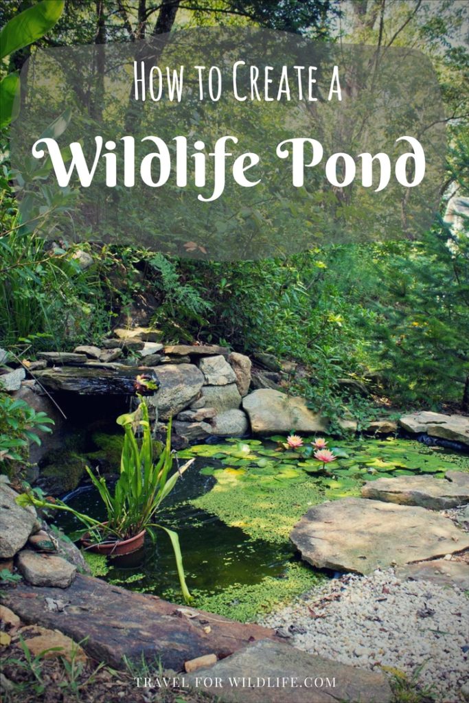 Creating a wildlife pond is easy! Follow our step by step guide and build your own wildlife pond. This pond will make your wildlife happy! 