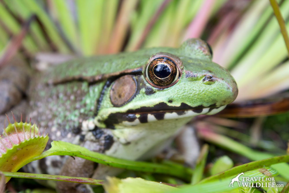 One of the frogs that made the pond its home