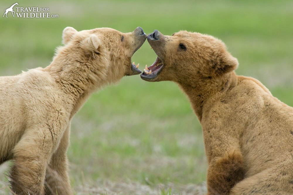 Best US National Parks for Wildlife