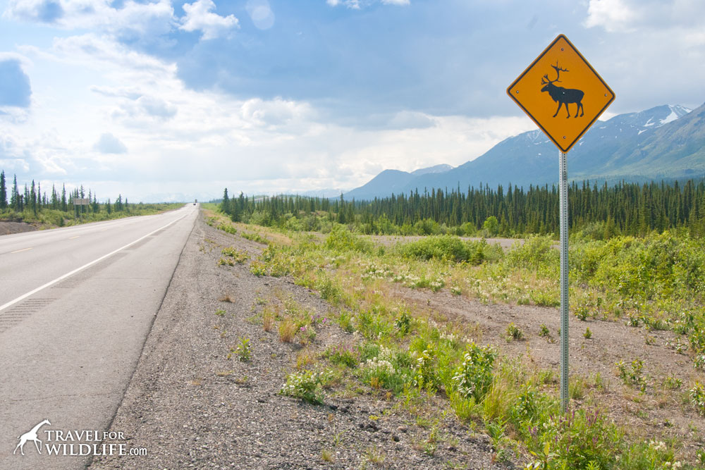 Caribou sign on Alaska