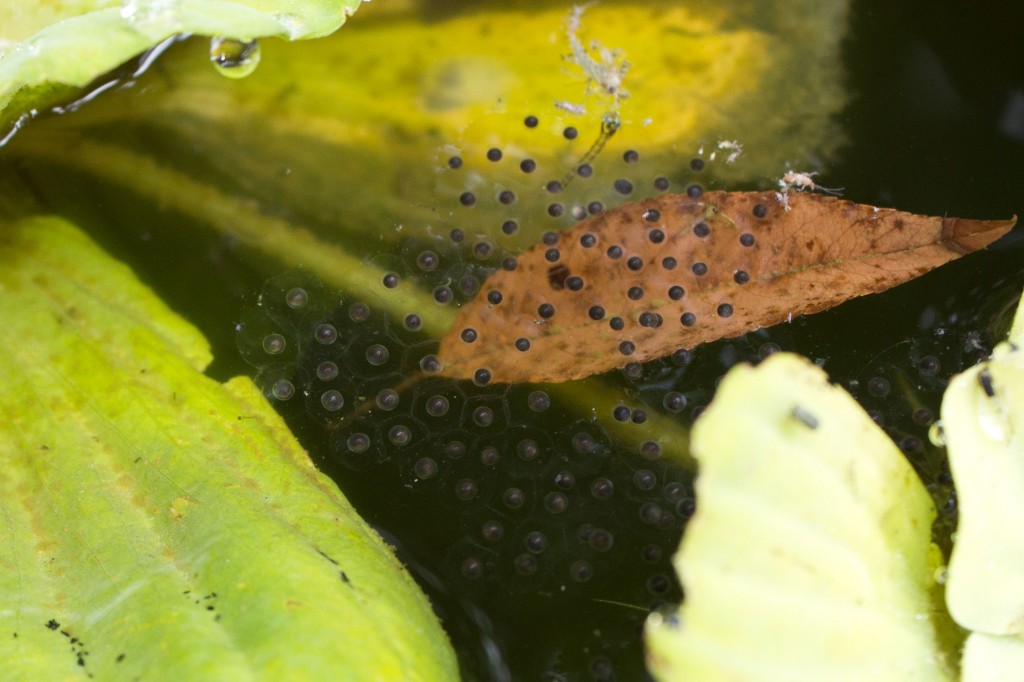 Frog eggs on our natural pond