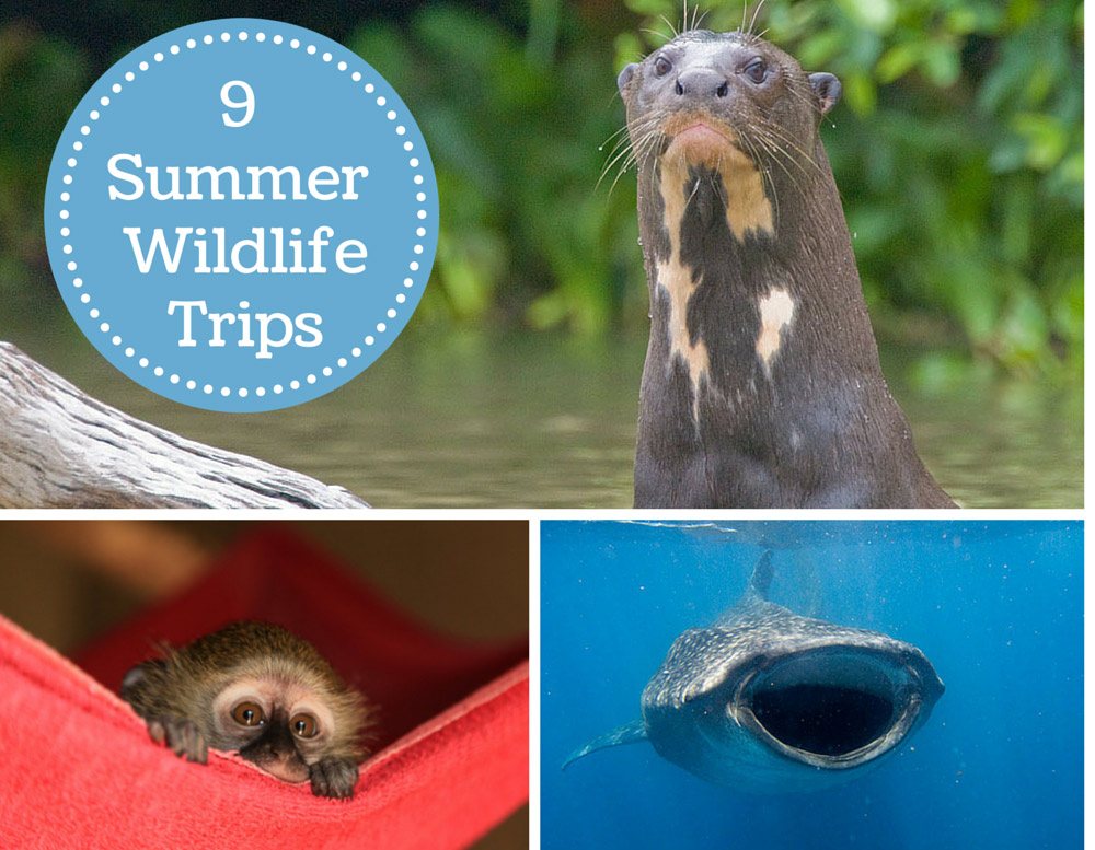9 summer wildlife trips 9 summer wildlife trips