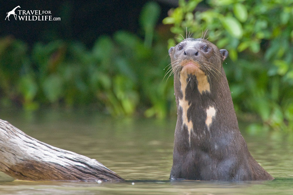 A giant otter looks at the camera
