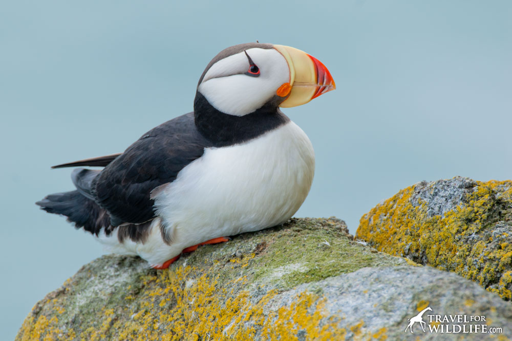 A horned puffin in Round Island, Alaska