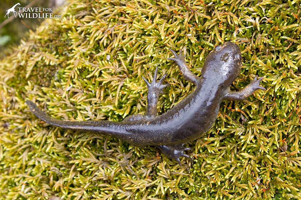 Mole salamanders are stockier than most salamanders