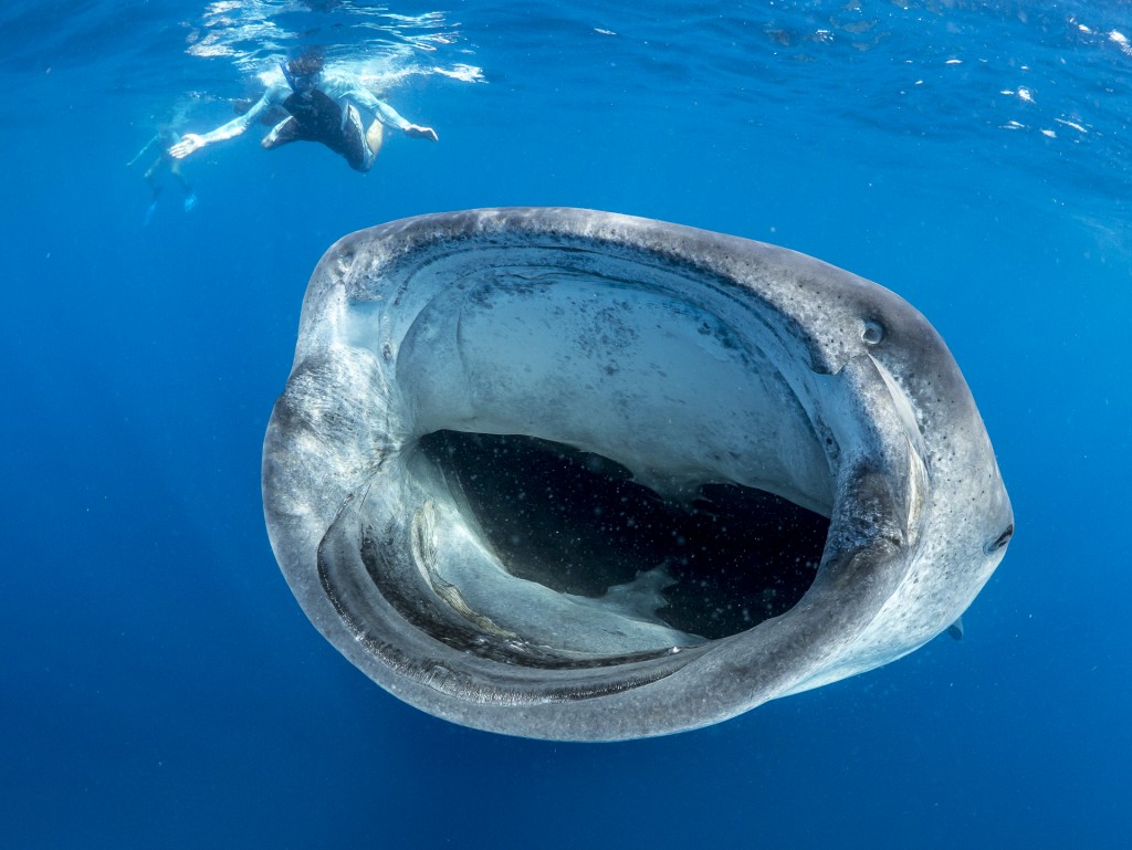 A whale shark and a snorkeler