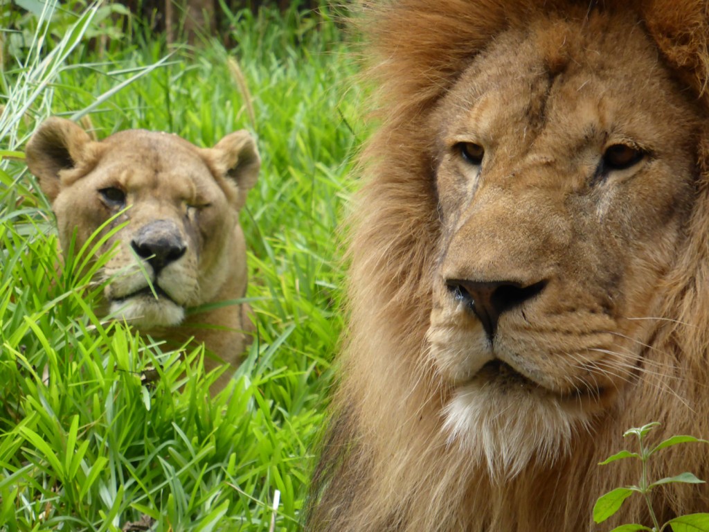 Bella, the one-eyed lioness, with Simba.