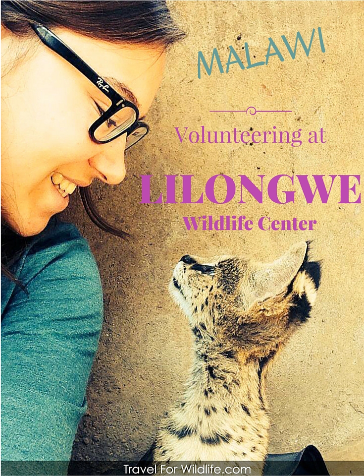 Volunteering in Malawi with wildlife