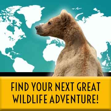 Search Wildlife Destinations