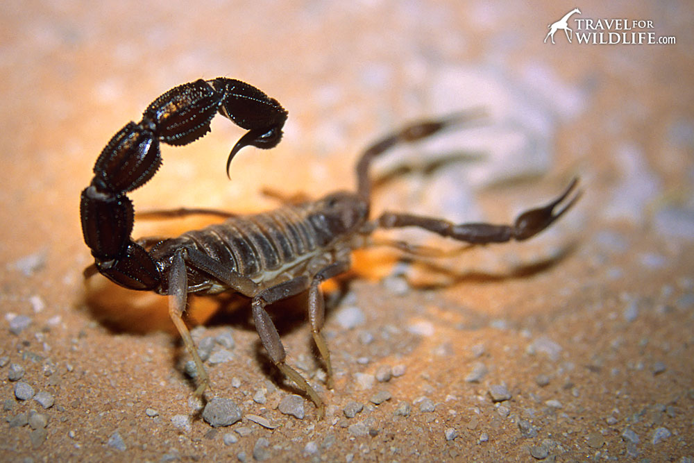 Escorpião de cauda gorda da África do Sul, vulgo Escorpião de cauda espessa Transvaal no deserto do Kalahari, África do Sul