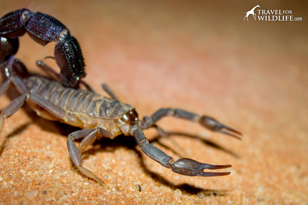 Pequenos beliscões e uma cauda gorda. Sinais de um escorpião de cauda gorda