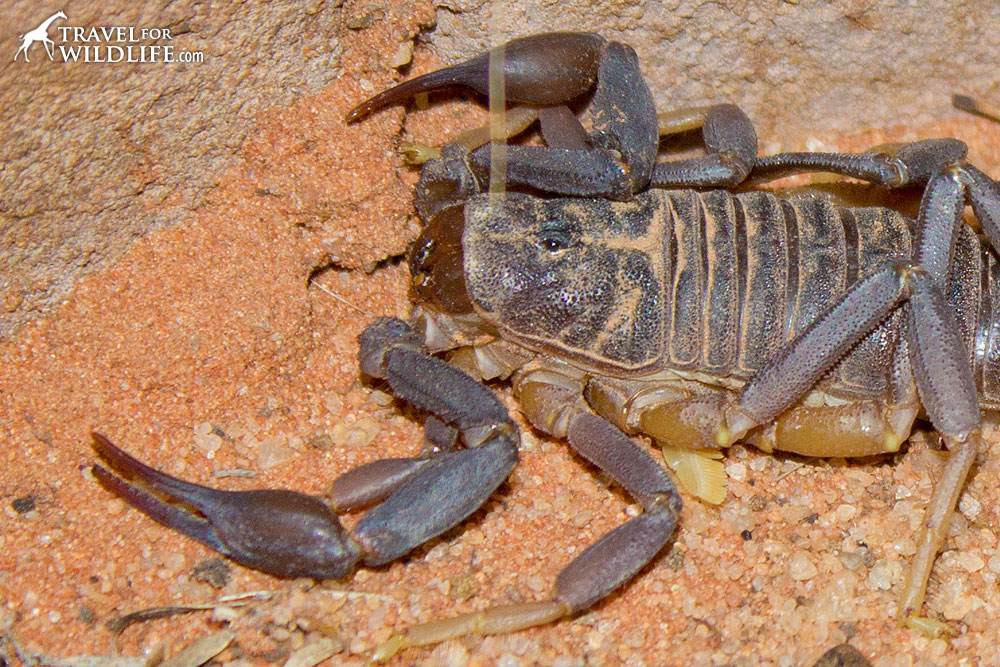 Pinces d'un scorpion à queue grasse