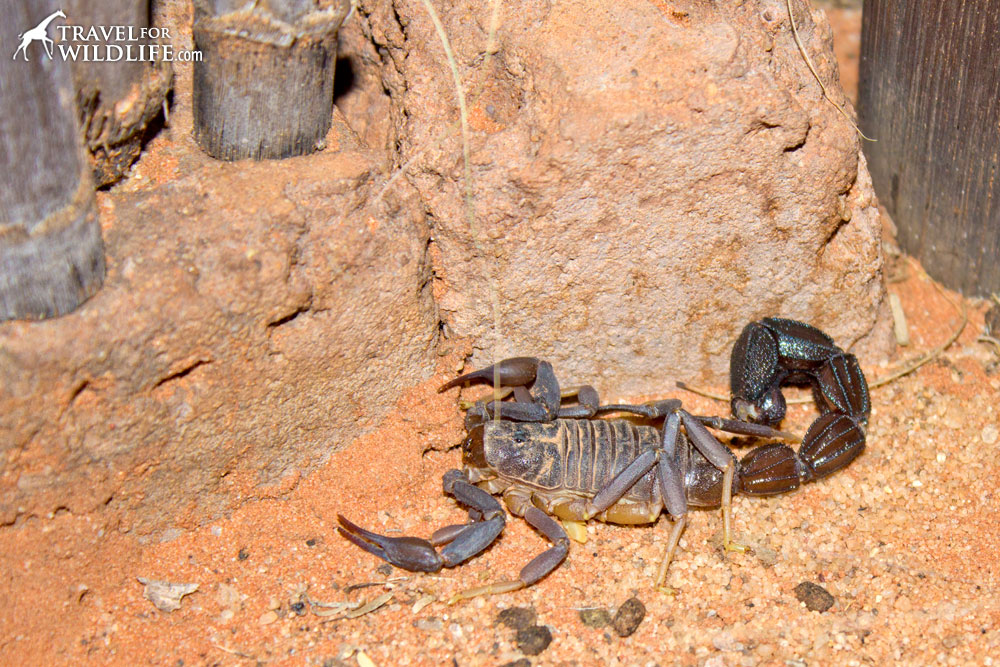 Scorpion à queue grasse dans le désert du Kalahari