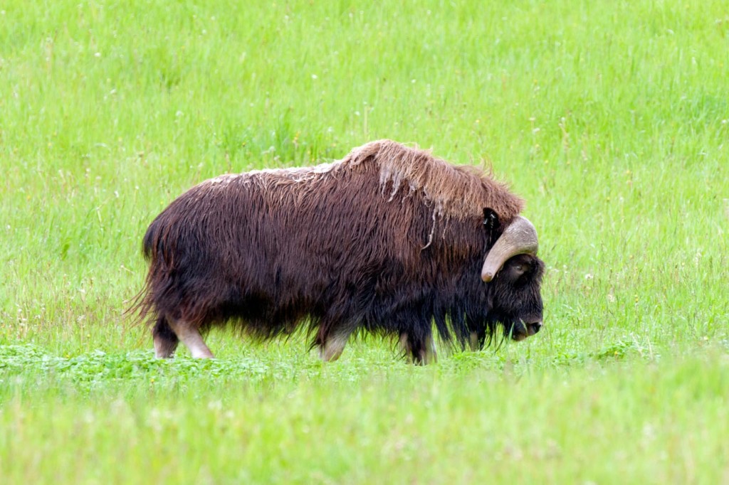Musk ox facts