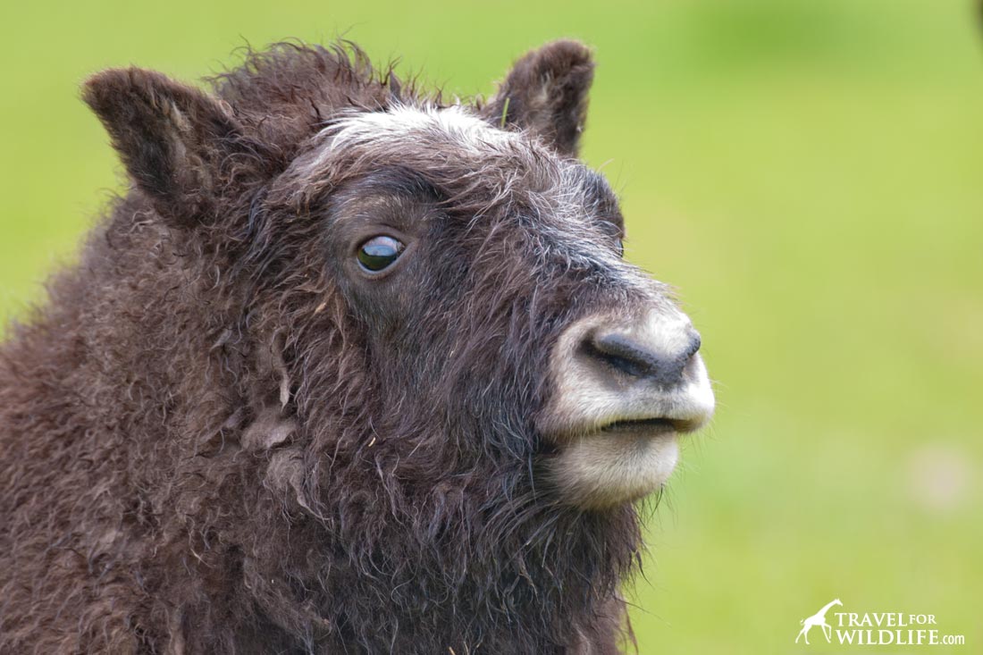 This baby Musk Ox hasn't even started growing horns yet so he would hide in the center of the circle!