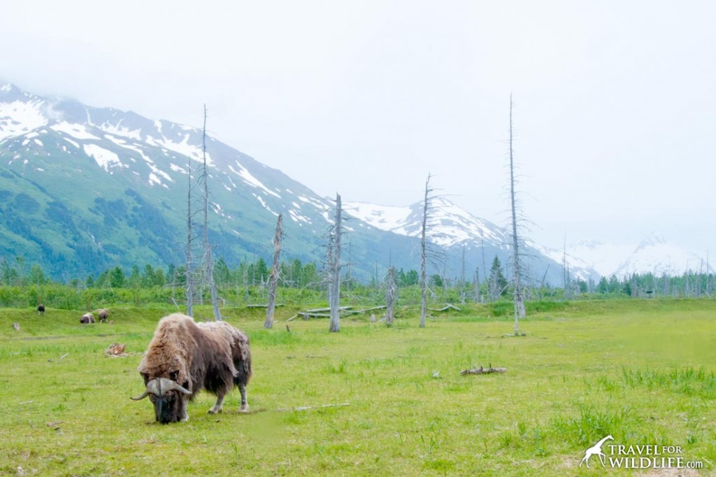 Musk Ox grazing in Alaska