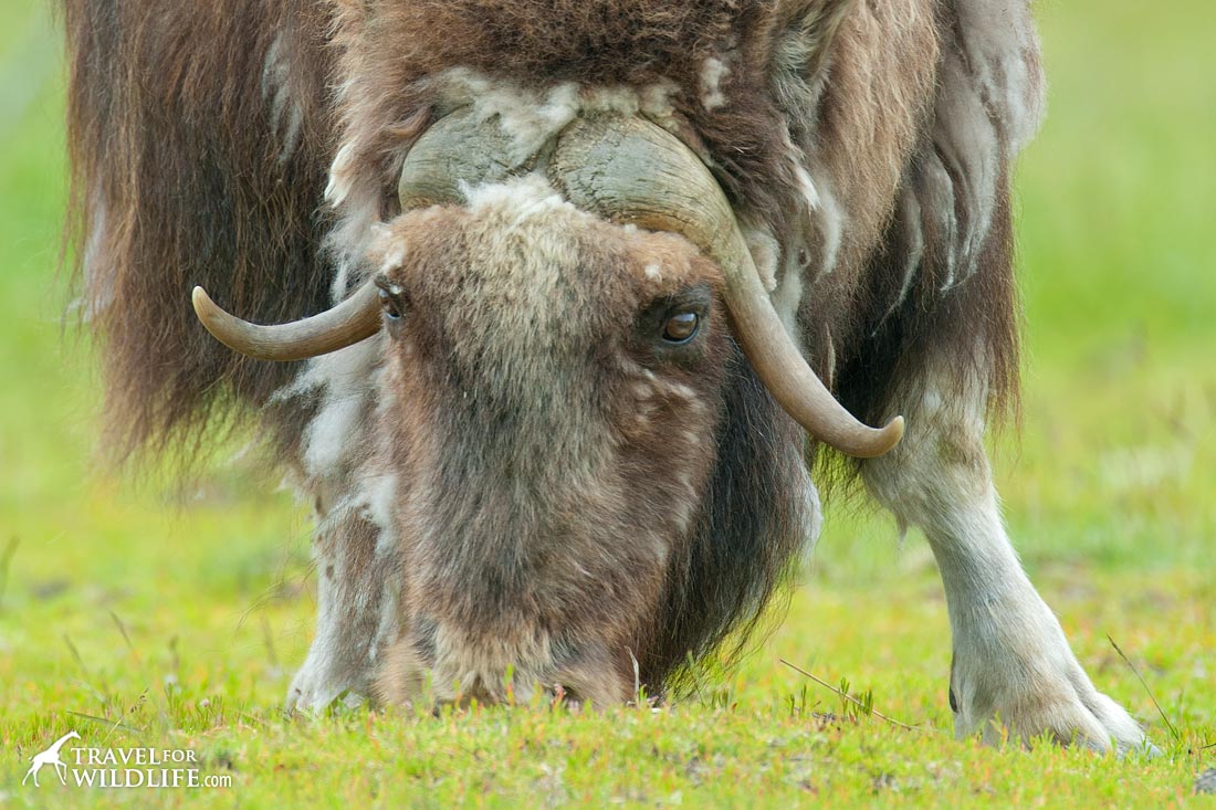 Musk Ox facts: they are grazers 