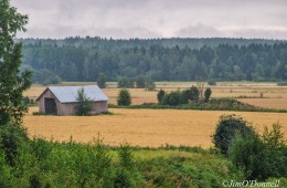 An old barn sits on a crop field by the forest