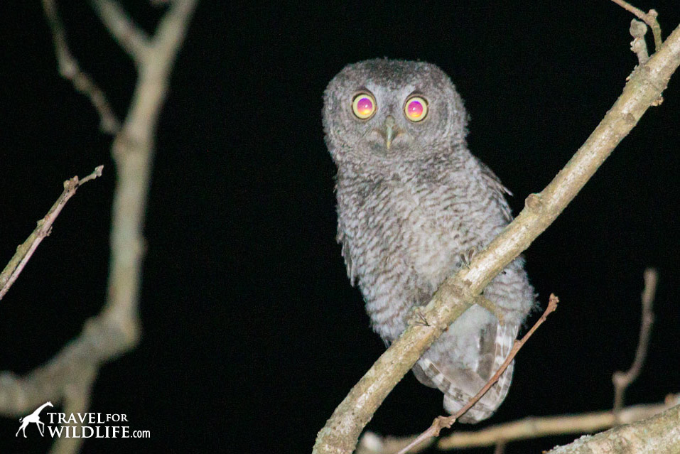 A baby screech owl staring at the photographer