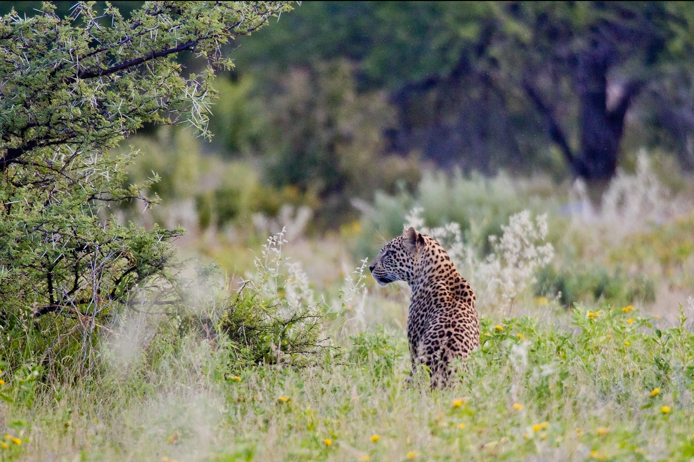 Dining Under The Stars With A Leopard Travel For Wildlife