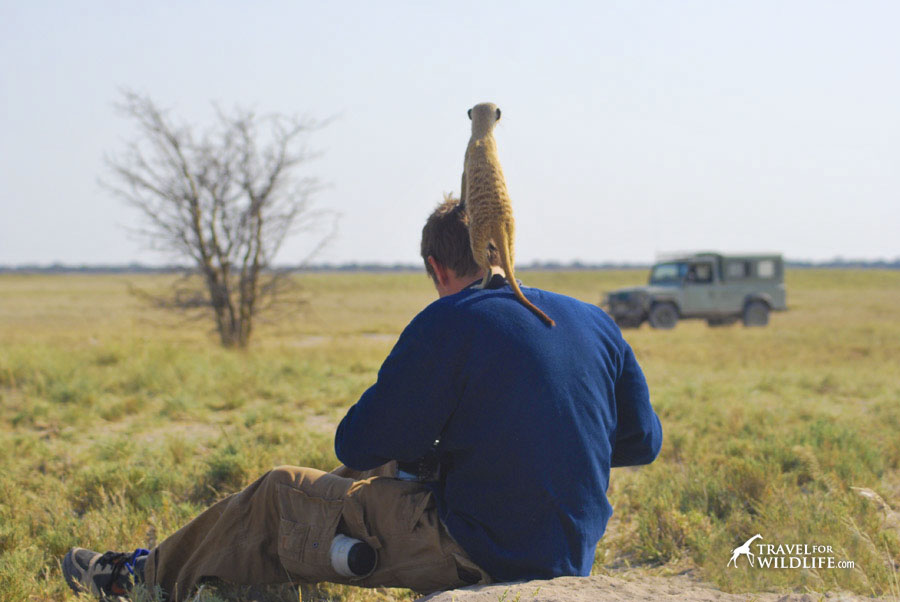 habituated meerkats at Jack's Camp in Botswana