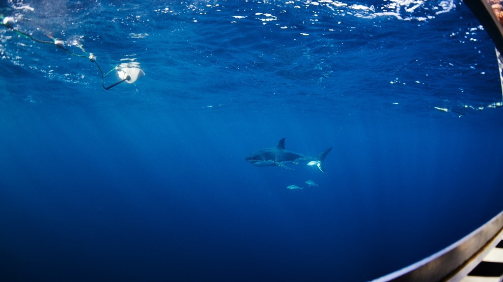 A shark swimming by the shark cage