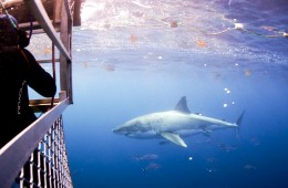A shark cruising by the shark cage